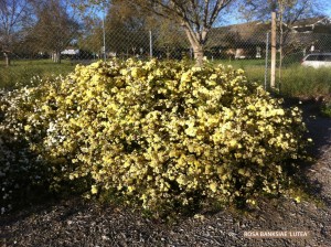 Rosa banksiae 'Lutea' - blooming 1